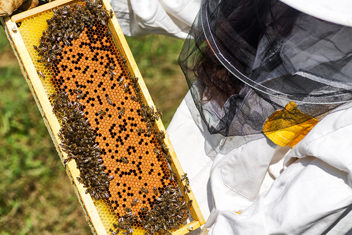Beneficios del polen de abeja