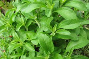 Fresh,Stevia,Leaves 0