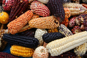 Mix,Of,Peruvian,Native,Variety,Of,Heirloom,Corns,From,Local 0