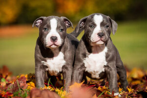 Staffordshire,Bull,Terrier,,Blue,Pied 0