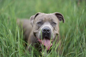 A,Close-up,Portrait,Of,An,American,Pitbull,Terrier,Of,Grey 0